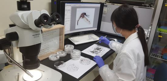 경기도보건환경연구원의 한 연구원이 지난달 채집된 모기 중 말라리아 매개 모기를 분류하고 있다. 경기도 제공