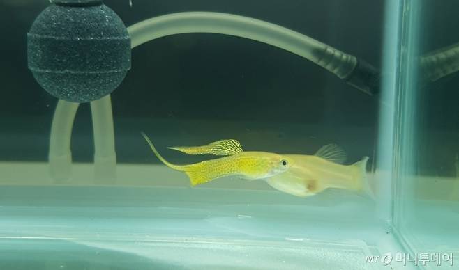 구피 품평회 전체 3위를 차지한 '골든옐로 코브라레이스 탑소드' /사진=정현수 기자