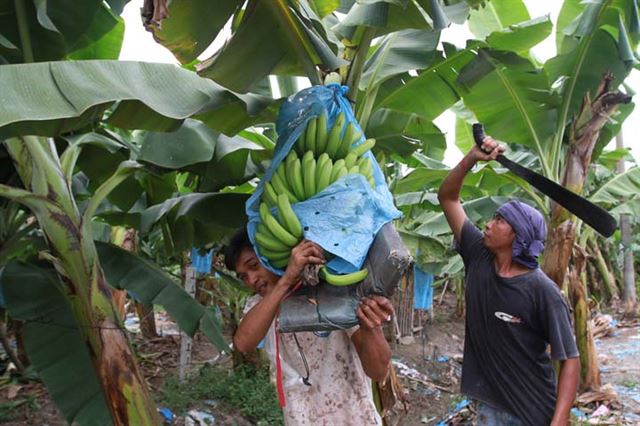 필리핀 바나나 농장에서 인부들이 바나나를 따서 옮기고 있다. 마닐라블레틴 캡처