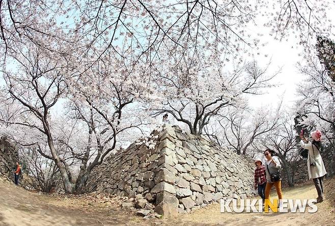 벚꽃 만개한 서생포 왜성(울산시청 제공)