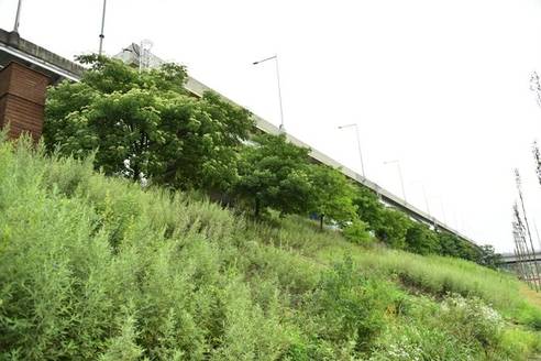 서울 수서역 인근 탄천변에 심어진 쉬나무