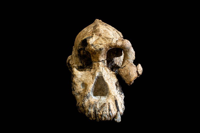 2016년 에티오피아에서 발견된 오스트랄로피테쿠스 아나멘시스의 두개골.[로이터]
