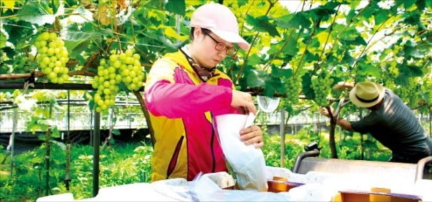 충북 영동의 한 농가가 샤인머스캣을 수확하고 있다. (사진 = 한경DB)