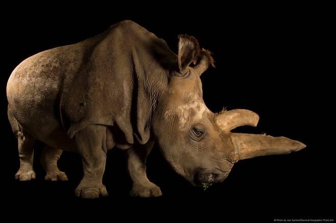 2015년 7월27일에 사망한 마지막 북부사각입술코뿔소 수컷 © 뉴스1