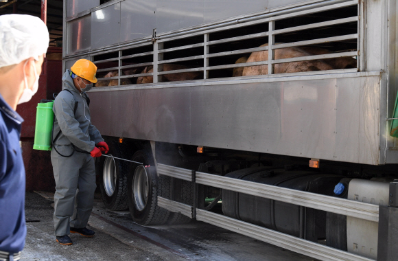 일시이동중지 조치가 해제된 19일 인천 서구의 한 도축장에서 관계자가 돼지를 실은 트럭이 들어가기 전 방역 작업을 하고 있다.박윤슬 기자 seul@seoul.co.kr