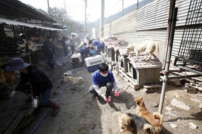 이날 구조에 참여한 한 동물단체 관계자는 “개들의 상태가 개농장보다 심각하다. 순화가 거의 이뤄지 않아 사람을 경계하는 개들이 대부분이었다”고 말했다. 사진 전헌균 EPA 한국주재기자 제공