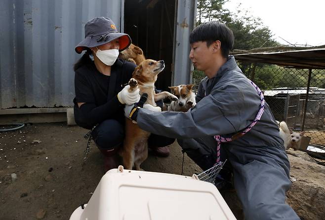 애린원 시설물 철거에 앞서 개들의 긴급구조가 이뤄졌다. 사진 전헌균 EPA 한국주재기자 제공