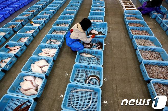 후쿠시마현의 한 어장에서 물고기를 종류별로 분류하고 있는 한 어업인의 모습. <자료사진> © 로이터=뉴스1