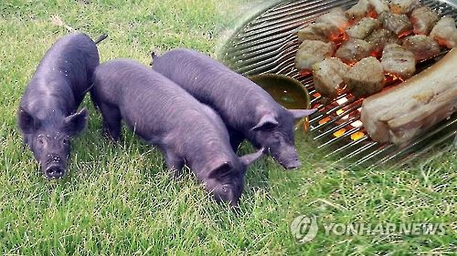 ‘천연기념물’ 제주흑돼지..맛의 비밀은?(CG) [연합뉴스TV 제공]