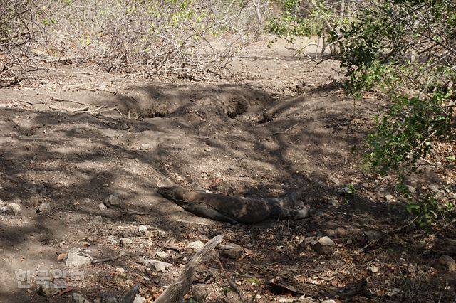인도네시아 코모도국립공원에 서식하는 코모도왕도마뱀의 둥지. 여러 개 구멍을 판 뒤 한 곳에 알을 낳는다. 암컷이 둥지 앞에서 지키고 있다.
