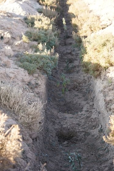 바람이 심한 몽골 아르갈란트 지역에서 어린 묘목을 바람으로부터 보호하기 위해, 한 구역은 땅을 깊게 파서 골을 만들어 나무 2만 그루를 심었다. 김정연 기자