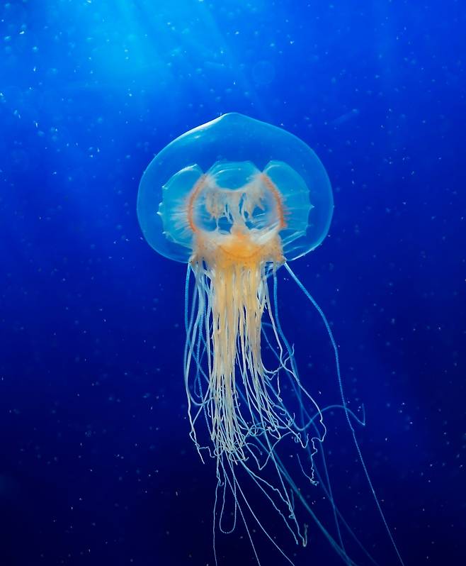 침대에 누운 뒤 내가 해파리라고 상상하며 온 몸에 힘을 차례차례 빼보자. /사진=이미지 투데이 제공