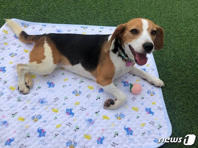 지금은 건강한 '봄이' . 사진 비글구조네트워크 제공 © 뉴스1