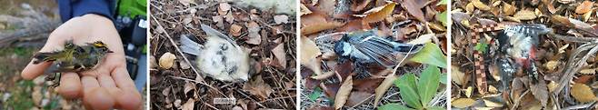상모솔새, 박새(세번째 사진), 오색딱따구리. 국립생태원 제공.