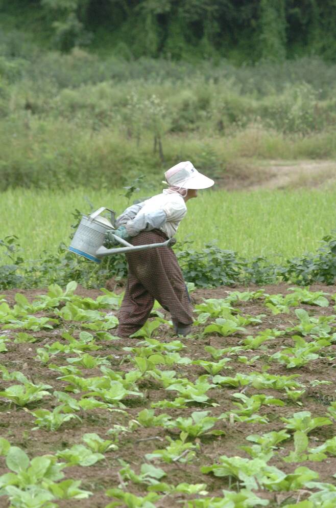 한 노인이 밭을 지나고 있다. 고령화와 저출산이 심화되면서 지방 소멸 우려가 커지고 있다. [중앙포토]