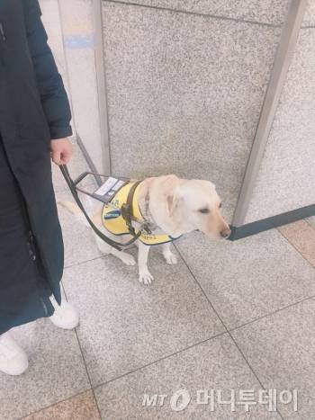 시각장애인 김정빈씨와 그의 안내견 메이. 지하철 승강장에서 지하철을 기다리고 있다./사진=남형도 기자