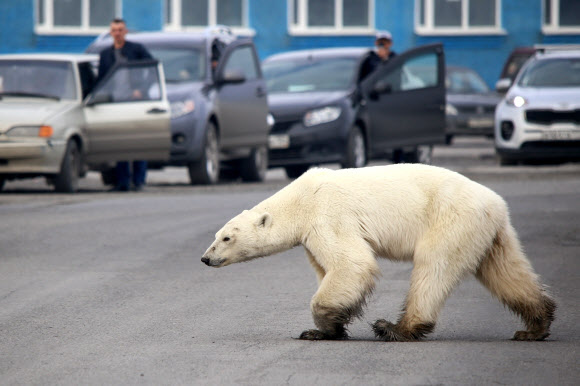지난 6월 17일(현지시간) 러시아 공업도시 노릴스크 외곽 도로를 길잃은 북극곰이 거닐고 있다.AFP 자료사진 연합뉴스