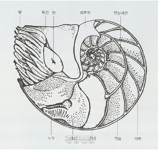 앵무조개의 내부 구조.|김종우의 논문에서