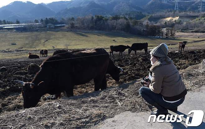 후쿠시마 지역 소들 <자료 사진>© AFP=뉴스1