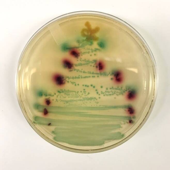박테리아를 이용해 만든 크리스마스 트리. [트위터]