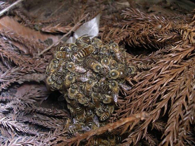 벌통에 침입한 장수말벌을 수백마리의 토종 꿀벌이 둘러싸 ‘열 공’을 만들어 공격하고 있다. 양봉에서는 발견하기 힘든 행동이다. 다카하시, 위키미디어 코먼스 제공.
