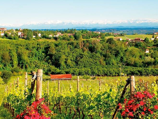 내가 이탈리아에서 본 것 가운데 가장 기억에 남는 풍경은 고대 로마의 유적도 중세 성당도 아니었다. 올리브 과수원과 포도밭이었다. 그곳에 이탈리아 음식의 뿌리가 있었다.