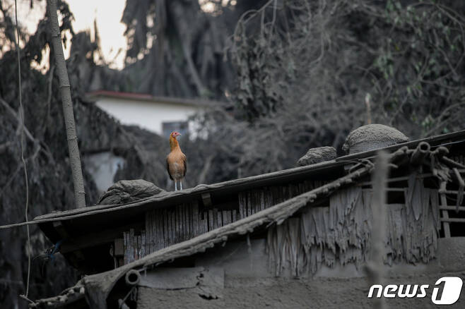 13일 마닐라 남부 바탕가스주 탤리세이에서 새 한마리가 화산재로 뒤덮인 지붕 위에 을씨년스럽게 서 있다. © 로이터=뉴스1 © News1