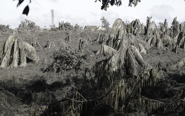 탈 화산 폭발로 화산재로 뒤덮인 나무들./AP연합뉴스