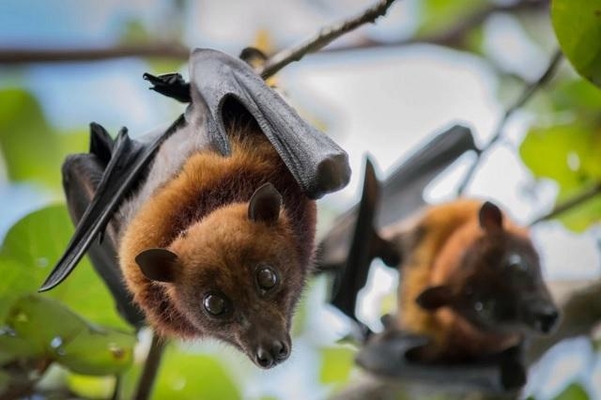 21일 중국의 과학자들은 코로나 바이러스의 조상이 박쥐와 연관됐을 가능성이 있다고 발표했다. /트위터 캡처