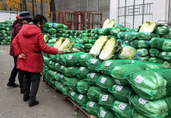 지난해 11월 25일 광주 한 농산물도매시장에서 김장용 배추를 거래하고 있다. 연합뉴스 제공