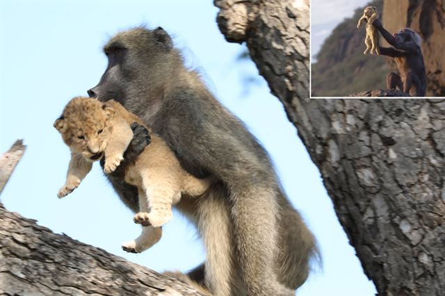 남아프리카 공화국  크루거 국립공원에서 1일(현지시간) 수컷 개코원숭이 한 마리가 새끼 사자를 안고 나무 위에 오르고 있다. 작은 사진은 지난해 디즈니의 실사판으로 리메이크된 ‘라이언킹 2019’에서 개코원숭이 라피키가 심바를 들어올리고 있는 모습. 남아프리카공화국=커트 슐츠, AP 연합뉴스. 라이언킹 2019 캡처