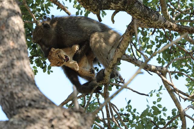 남아프리카공화국 크루거 국립공원에서 1일(현지시간) 수컷 개코원숭이가 새기 사자를 안고 나무 위를 오르고 있다. 남아프리카공화국=커튜 슐츠,AP 연합뉴스
