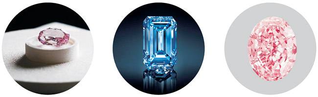 왼쪽부터 장미의 정령·오펜하이머 블루·핑크 스타.