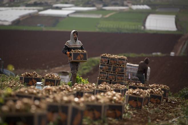 이스라엘이 팔레스타인의 농산물 수출을 전면 봉쇄한 다음날인 10일, 팔레스타인 자치지역인 요르단강 서안의 한 마을에서 농부들이 양파를 수확하고 있다. 팔레스타인/AP 연합뉴스