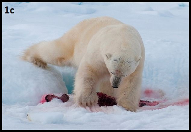 먹고 남은 먹잇감을 버려두지 앟고 눈 속에 파묻어 숨기는 북극곰의 드문 행동이 포착됐다