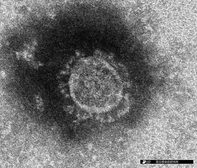 일본 국립감염증연구소가 분리해 낸 신종 코로나바이러스의 전자현미경 사진 [일본 국립감염증연구소 제공, 재판매 및 DB 금지]