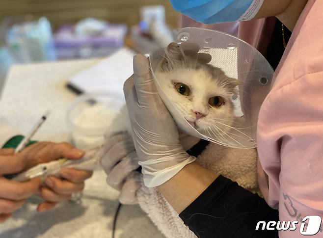 부산 해운대구 중동의 한 동물메디컬센터에서 구조된 새끼 고양이가 치료를 받고 있다.2020.2.17/뉴스1 © News1 여주연 기자