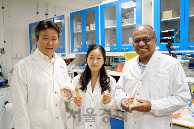 수브라 수레시(오른쪽) 난양공대 총장이 조남준(왼쪽) 난양공대 재료과학과 교수와 공동제1저자인 박수현 박사과정생과 함께 꽃가루를 활용한 연성물질을 들고 웃고 있다. /사진=난양공대