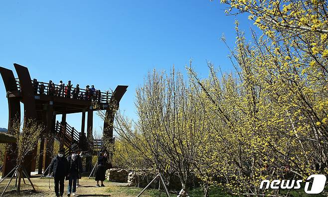 14일 전남 구례군 산동면 산수유공원을 찾은 상춘객들이 노오란 산수유를 배경으로 봄의 정취를 즐기고 있다.2020.3.14./뉴스1 © News1 서순규 기자