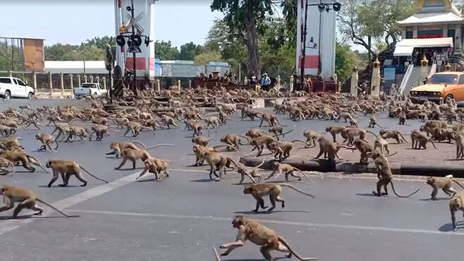 지난 11일 타이(태국) 중부 도시 롭부리의 도로에서 라이벌 그룹의 원숭이 수백 마리가 충돌하고 있다. 카오소드 갈무리