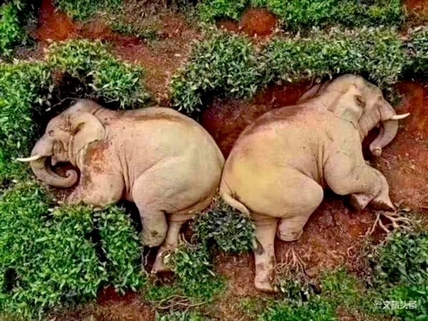 중국 윈난성의 한 마을에 코끼리들이 내려와 옥수수 술을 훔쳐 마시고 취해 잠들었다는 사진이 최근 소셜미디어에 유포되면서  화제를 모았다.