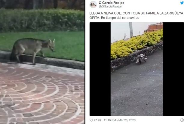 콜롬비아 보고타에서 목격된 여우와 주머니쥐/사진=트위터 캡쳐