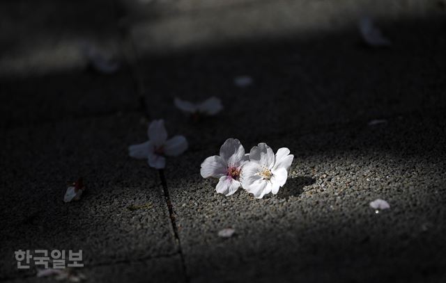 정부가 '강화된 사회적 거리두기'를 오는 19일까지 연장한 가운데 5일 서울 여의도 윤중로에 활짝 핀 벚꽃 잎이 바닥에 떨어져 있다. 서재훈 기자