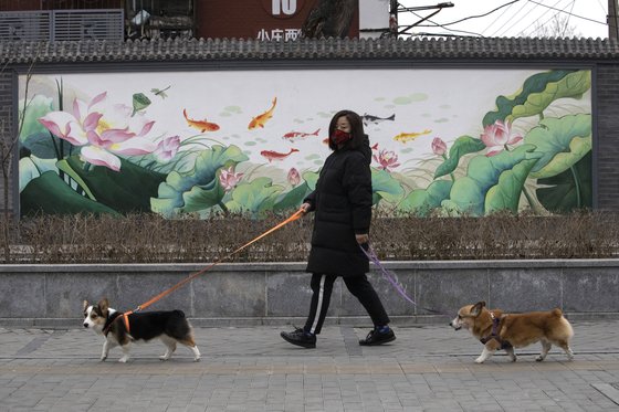 지난 2월 말 중국 베이징에서 한 시민이 마스크를 쓴 채 반려견을 산책시키고 있다. [AP=연합뉴스]