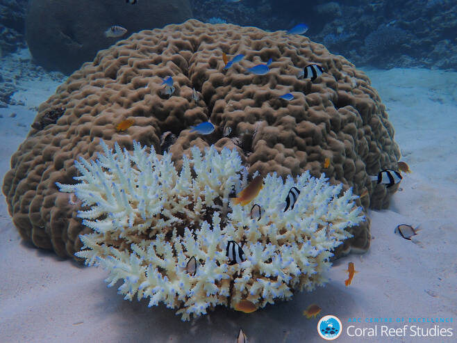 백화현상이 나타난 호주 그레이트배리어리프 산호의 모습. 모건 프래챗, 호즈연구협의회(ARC) 산호초연구센터 제공.