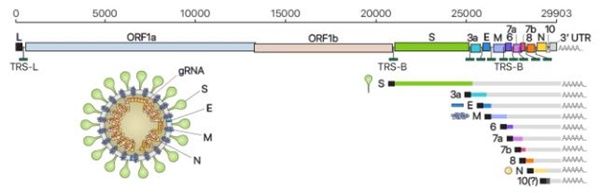 사스 코로나바이러스-2의 유전체 RNA와 하위 유전체 RNA 모식도 (사진=IBS제공/연합뉴스)