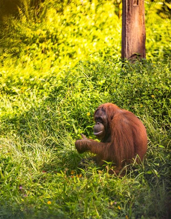 삼보자 레스타리는 멸종 위기의 오랑우탄을 보호하고 있다