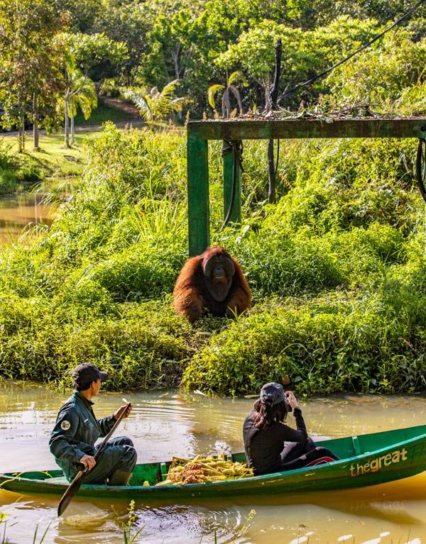 삼보자 레스타리에서 오랑우탄은 속박되지 않으면서도 안전하다