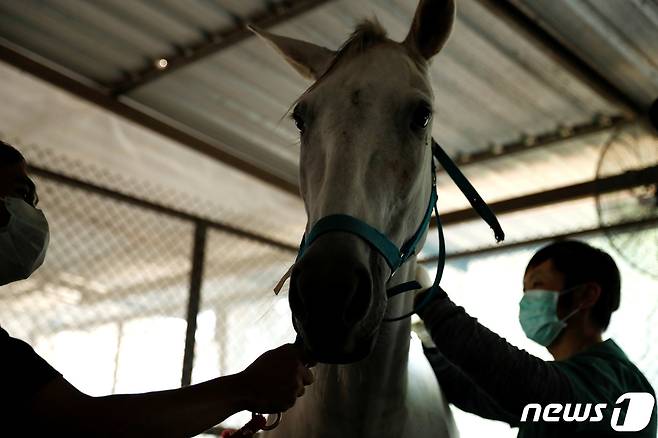 태국 수의사들이 말들에게 백신을 접종하고 있다. © 로이터=뉴스1