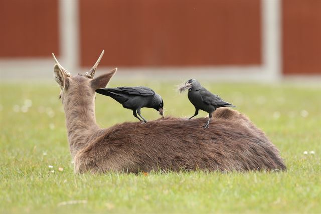 영국 롬퍼드의 해롤드 힐 주택가에서 3일 까마귀들이 사슴 위에 앉아 털을 골라주고 있다. 롬퍼드=로이터 연합뉴스